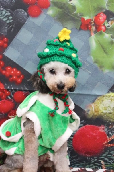 トリミングサロン、トリマー、千葉県鎌ヶ谷市船橋市市川市松戸市柏市白井市印西市千葉市、撮影サービス画像