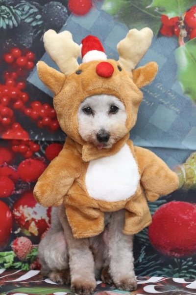 トリミングサロン、トリマー、千葉県鎌ヶ谷市船橋市市川市松戸市柏市白井市印西市千葉市、撮影サービス画像