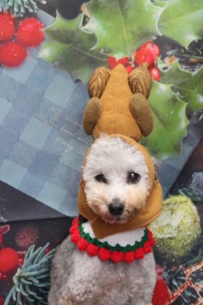 トリミングサロン、トリマー、千葉県鎌ヶ谷市船橋市市川市松戸市柏市白井市印西市千葉市、撮影サービス画像