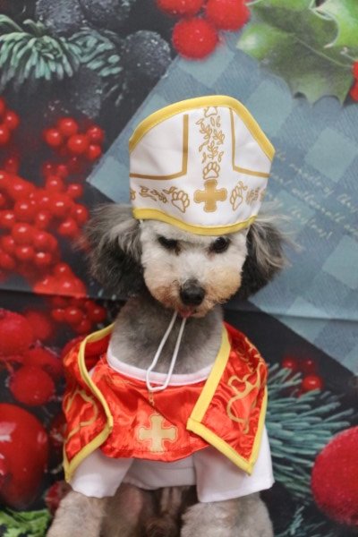 トリミングサロン、トリマー、千葉県鎌ヶ谷市船橋市市川市松戸市柏市白井市印西市千葉市、撮影サービス画像