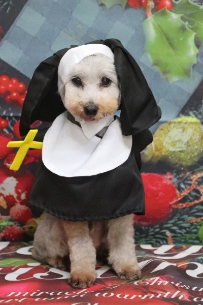 トリミングサロン、トリマー、千葉県鎌ヶ谷市船橋市市川市松戸市柏市白井市印西市千葉市、撮影サービス画像