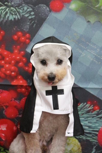 トリミングサロン、トリマー、千葉県鎌ヶ谷市船橋市市川市松戸市柏市白井市印西市千葉市、撮影サービス画像