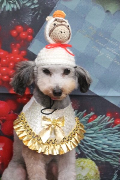 トリミングサロン、トリマー、千葉県鎌ヶ谷市船橋市市川市松戸市柏市白井市印西市千葉市、撮影サービス画像