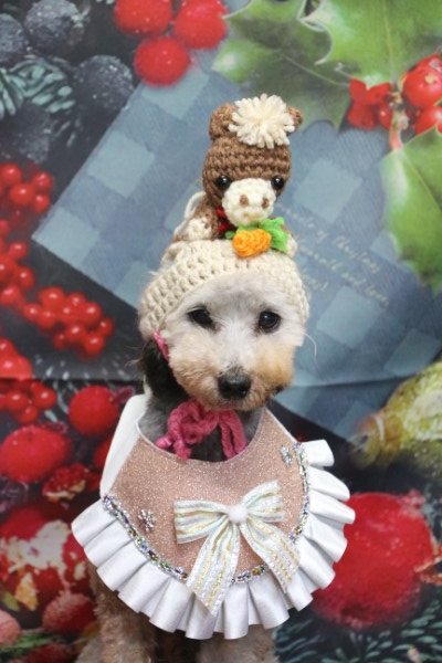 トリミングサロン、トリマー、千葉県鎌ヶ谷市船橋市市川市松戸市柏市白井市印西市千葉市、撮影サービス画像