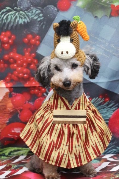 トリミングサロン、トリマー、千葉県鎌ヶ谷市船橋市市川市松戸市柏市白井市印西市千葉市、撮影サービス画像