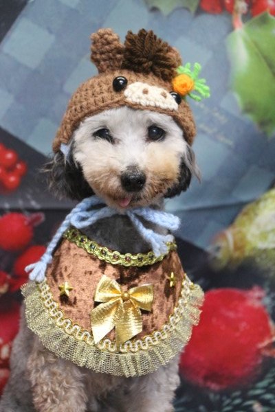 トリミングサロン、トリマー、千葉県鎌ヶ谷市船橋市市川市松戸市柏市白井市印西市千葉市、撮影サービス画像