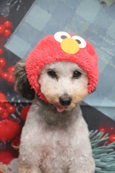 トリミングサロン、トリマー、千葉県鎌ヶ谷市船橋市市川市松戸市柏市白井市印西市千葉市、撮影サービス画像