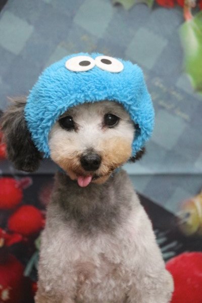 トリミングサロン、トリマー、千葉県鎌ヶ谷市船橋市市川市松戸市柏市白井市印西市千葉市、撮影サービス画像