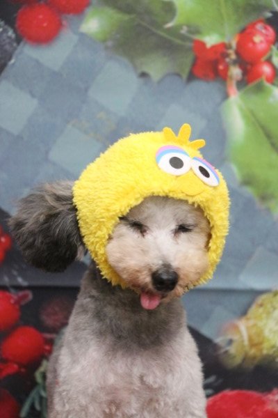 トリミングサロン、トリマー、千葉県鎌ヶ谷市船橋市市川市松戸市柏市白井市印西市千葉市、撮影サービス画像