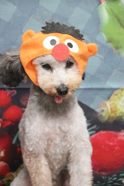 トリミングサロン、トリマー、千葉県鎌ヶ谷市船橋市市川市松戸市柏市白井市印西市千葉市、撮影サービス画像