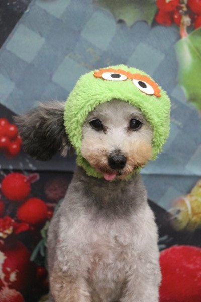 トリミングサロン、トリマー、千葉県鎌ヶ谷市船橋市市川市松戸市柏市白井市印西市千葉市、撮影サービス画像