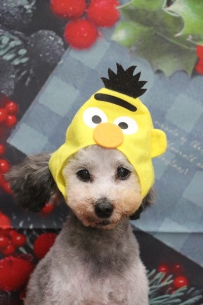 トリミングサロン、トリマー、千葉県鎌ヶ谷市船橋市市川市松戸市柏市白井市印西市千葉市、撮影サービス画像