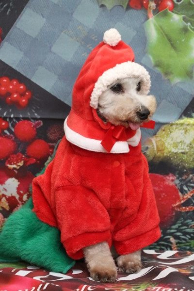 トリミングサロン、トリマー、千葉県鎌ヶ谷市船橋市市川市松戸市柏市白井市印西市千葉市、撮影サービス画像