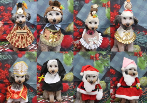 トリミングサロン、トリマー、千葉県鎌ヶ谷市船橋市市川市松戸市柏市白井市印西市千葉市、撮影サービス画像