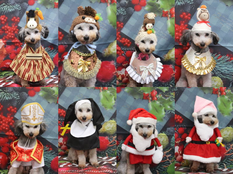 トリミングサロン、トリマー、千葉県鎌ヶ谷市船橋市市川市松戸市柏市白井市印西市千葉市、撮影サービス画像