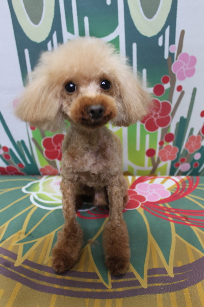 トイプードルブリーダーの成犬、トリミング画像