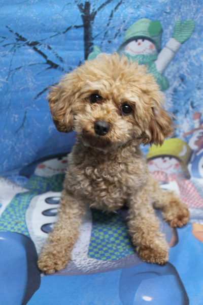 トイプードルブリーダーの成犬、トリミング前画像