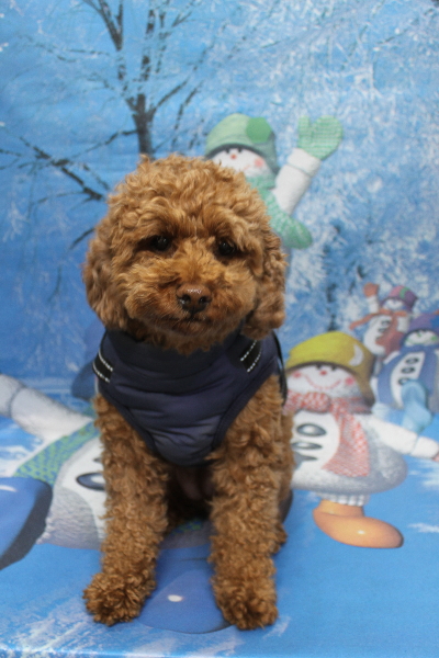 千葉県鎌ケ谷市トイプードルのトリミング前画像