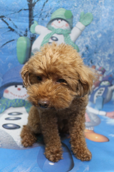 千葉県船橋市のトイプードルのトリミング前画像