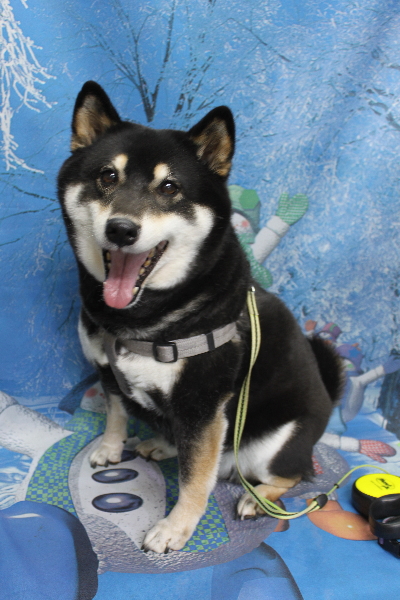 千葉県船橋市の柴犬のトリミング前画像