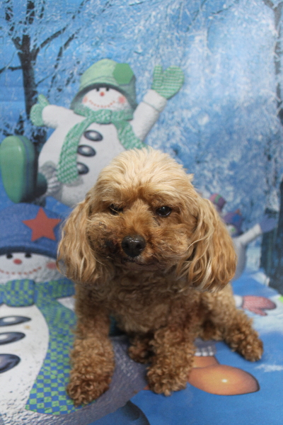 千葉県船橋市のトイプードルのトリミング前画像