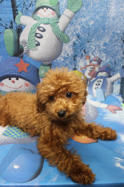 千葉県船橋市のトイプードルのトリミング前画像