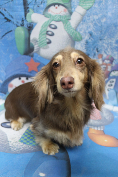 千葉県船橋市のミニチュアダックスのトリミング前画像