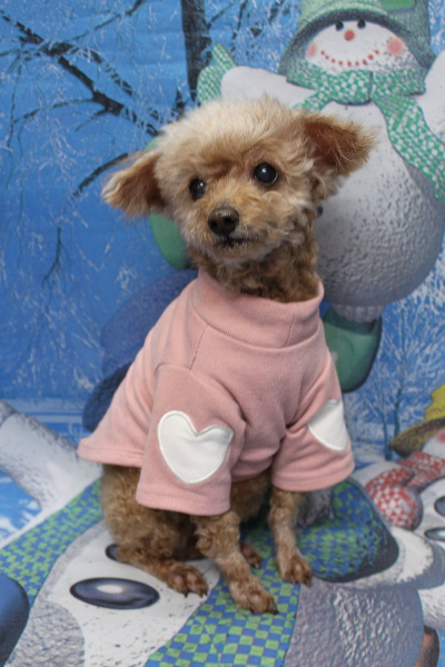 千葉県船橋市のトイプードルのトリミング前画像