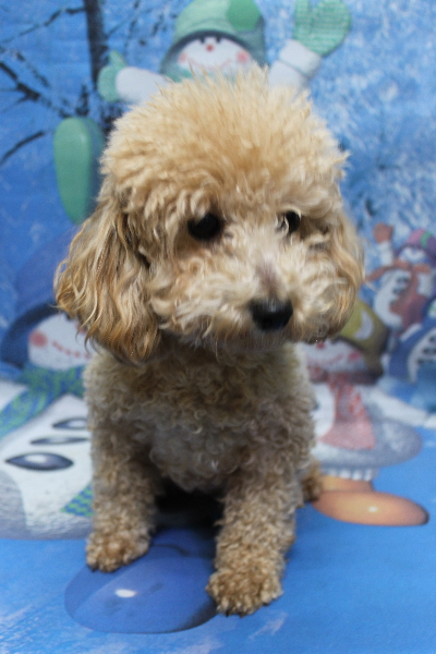 トイプードルブリーダーの成犬、トリミング前画像