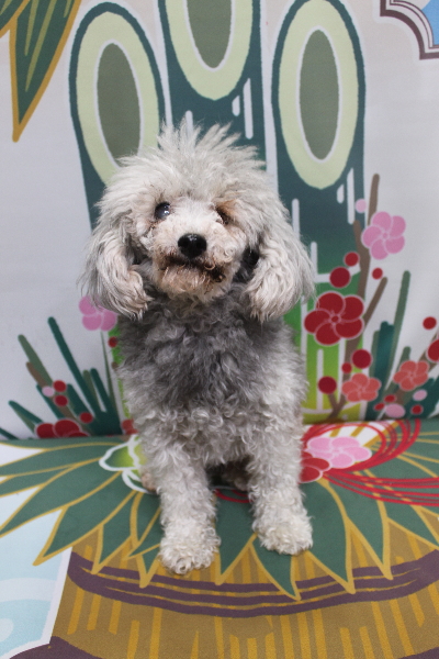 トイプードルブリーダーの成犬、トリミング前画像