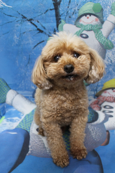 千葉県船橋市のトイプードルのトリミング前画像