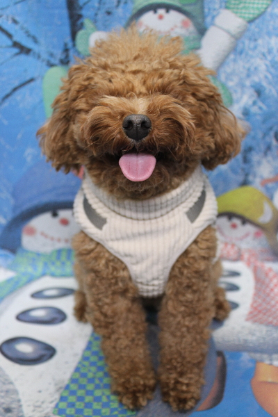 千葉県鎌ケ谷市トイプードルのトリミング前画像