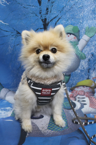 千葉県船橋市のポメラニアンのトリミング前画像