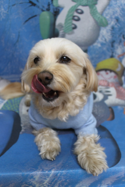 千葉県鎌ケ谷市のミックス犬のトリミング前画像