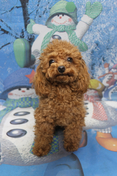 千葉県船橋市のトイプードルのトリミング前画像