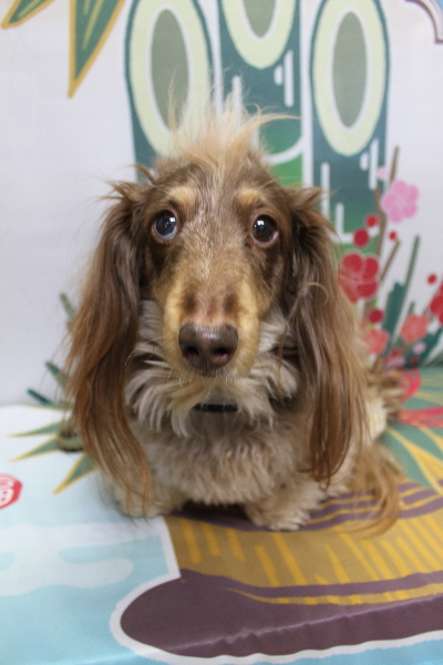 千葉県松戸市のミニチュアダックスのトリミング前画像