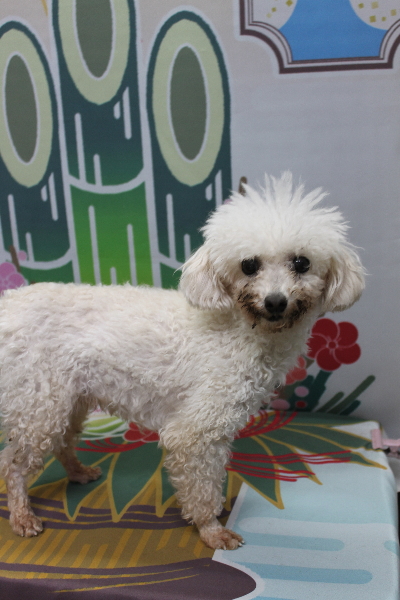 トイプードルブリーダーの成犬、トリミング前画像