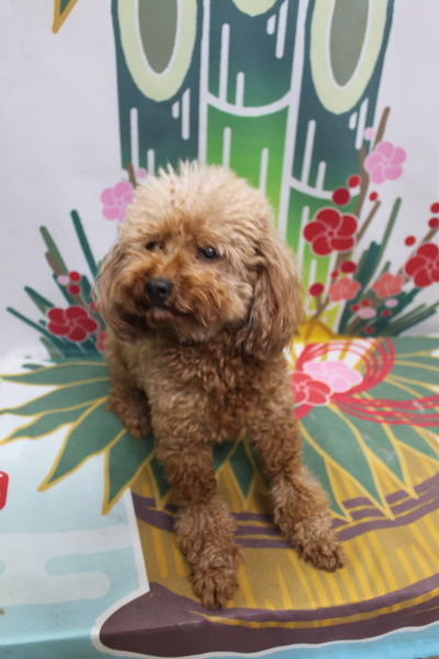 トイプードルブリーダーの成犬、トリミング前画像