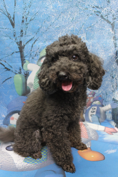 千葉県鎌ヶ谷市のトイプードルのトリミング前画像