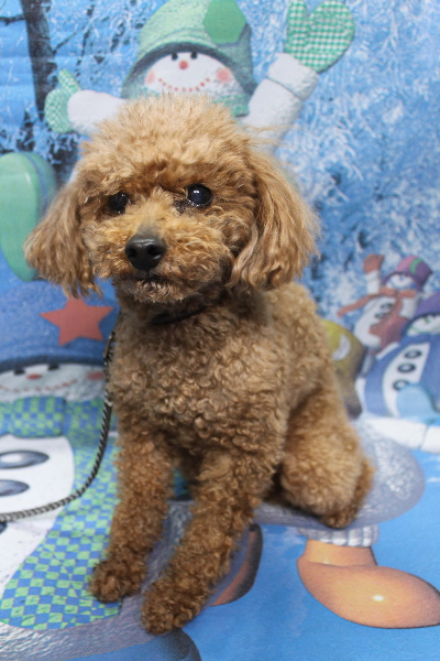 千葉県船橋市のトイプードルのトリミング前画像