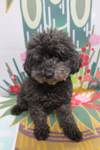 トイプードルブリーダーの成犬、トリミング画像