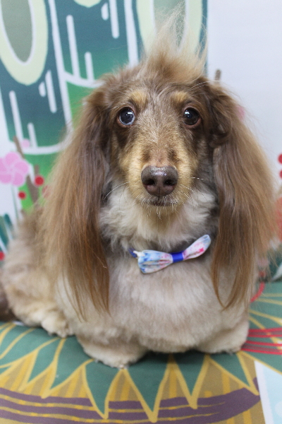 千葉県松戸市のミニチュアダックスのトリミング画像