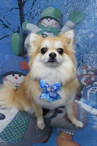 千葉県船橋市のミックス犬のトリミング画像