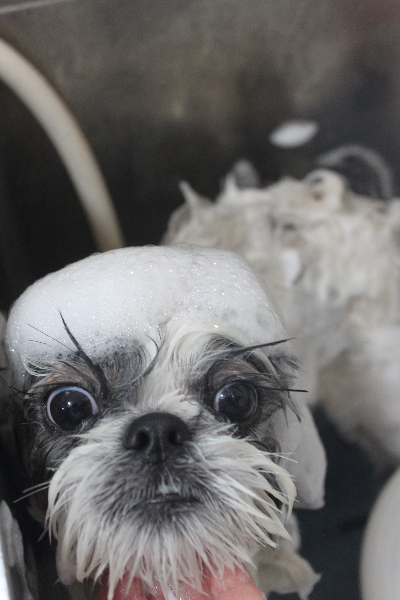 千葉県松戸市のシーズーのシャンプー画像