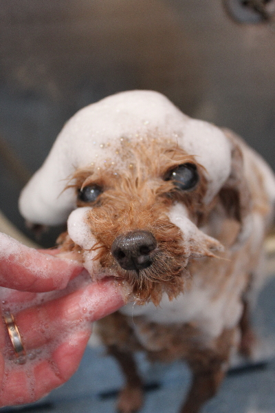 千葉県船橋市のトイプードルのシャンプー画像