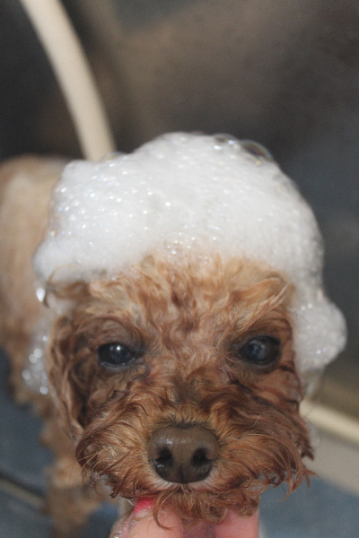 千葉県千葉市のトイプードルのシャンプー画像
