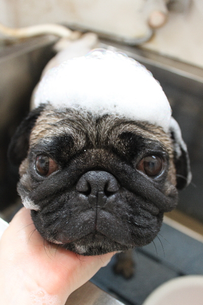 千葉県鎌ケ谷市のパグのシャンプー画像