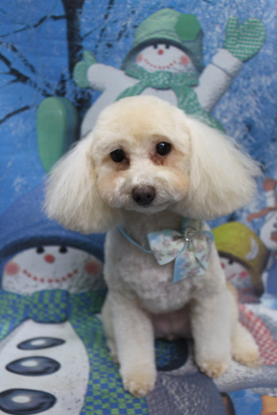 千葉県船橋市のトイプードルのトリミング画像