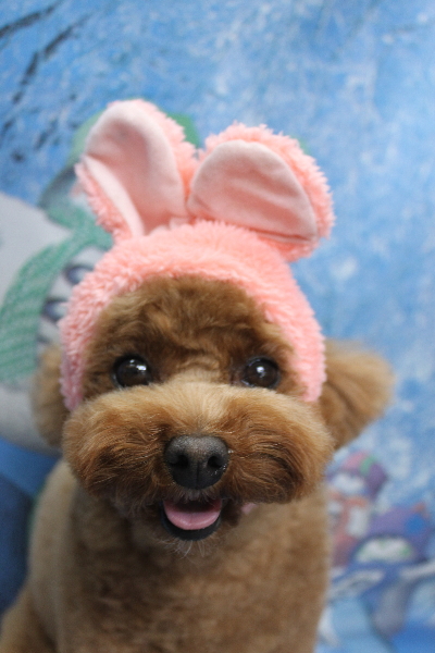 千葉県鎌ケ谷市トイプードルのトリミング画像