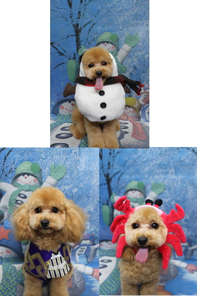 千葉県鎌ケ谷市のトイプードルのトリミング画像